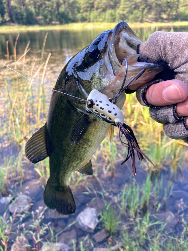 Bass Fishing in the White Mountains of Arizona